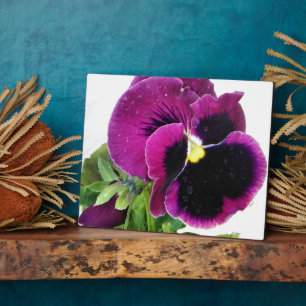 Purple Pansy Adult Plaque