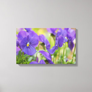 Purple Pansy Canvas Art