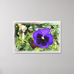 Purple pansy canvas print