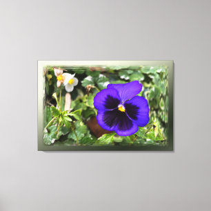 Purple pansy canvas print