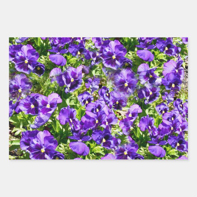 Purple Pansy Field, Gift Wrap, Decoupage Sheets, Wrapping Paper Sheet (Front)