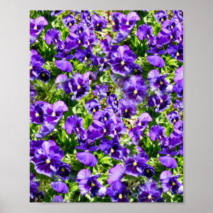 Purple Pansy Field,  Poster