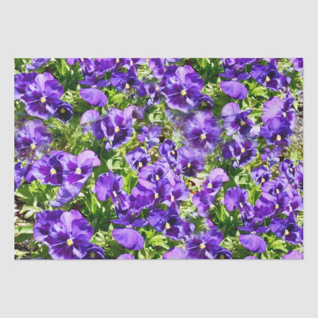 Purple Pansy Field, Tissue Paper (Front)