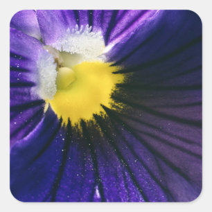 Purple pansy macro photograph elegant square sticker