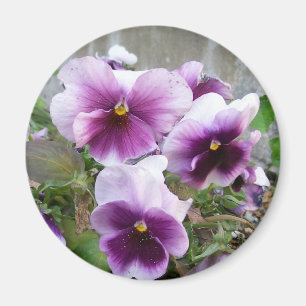 Purple Pansy Magnet