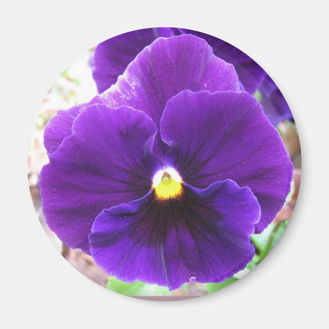 Purple Pansy Magnet (Front)