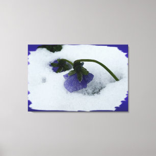 Purple pansy on the snow canvas print