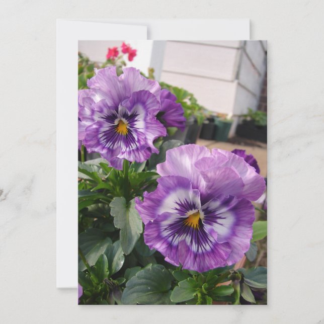 Purple Pansy Photo flowers floral Garden Nature (Front)