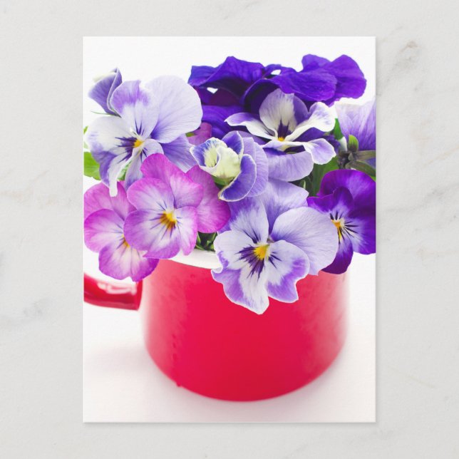 purple pansy postcard (Front)