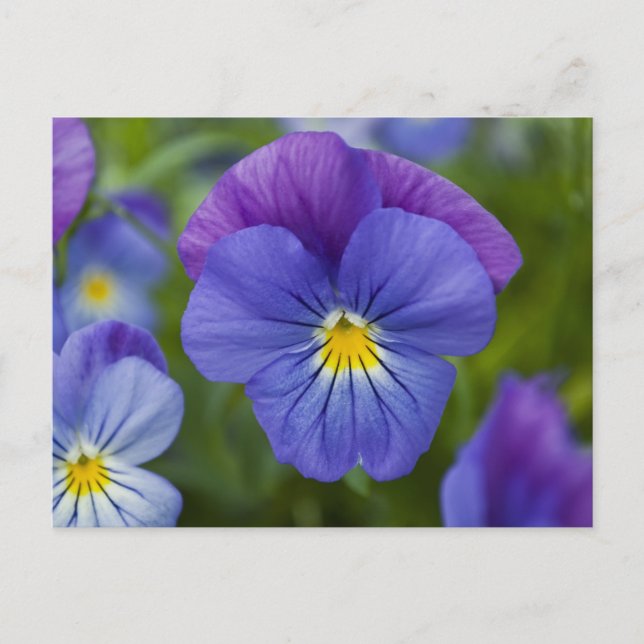 Purple Pansy Postcard (Front)