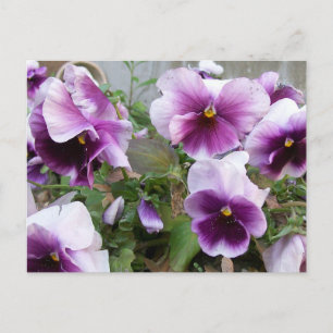 Purple Pansy Postcard