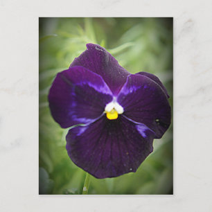 Purple Pansy Postcard