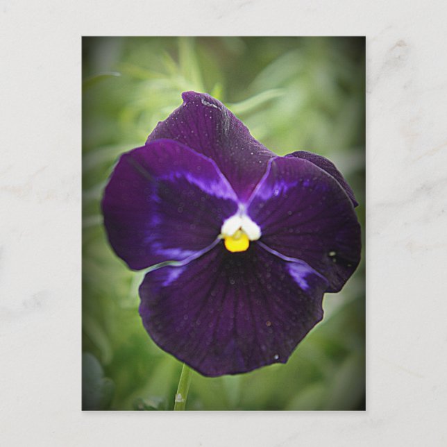 Purple Pansy Postcard (Front)