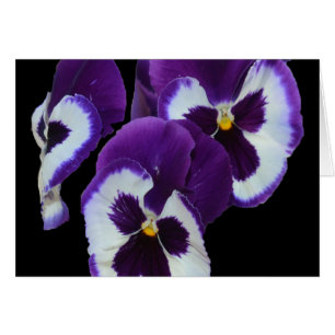 Purple_Pansy_Posy,_