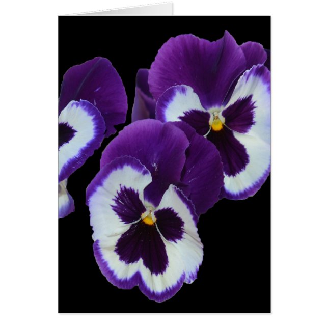 Purple Pansy Posy, (Devant)