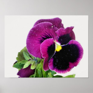 Purple Pansy Print