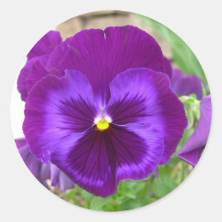 Purple Pansy Stickers