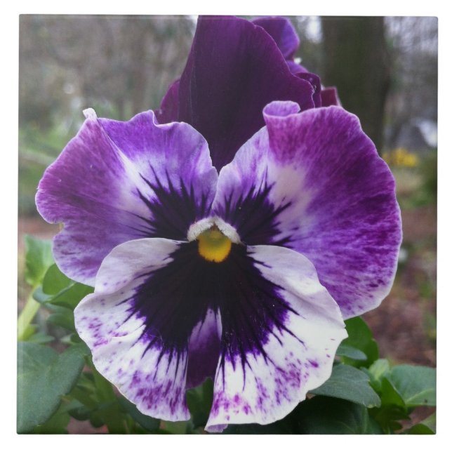 Purple Pansy Tile (Front)