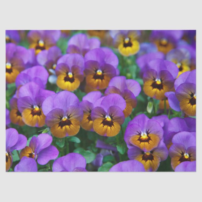 purple pansy tissue paper (Front)