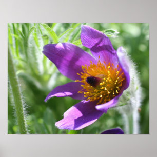 Purple Pasque Flower Close Up Poster