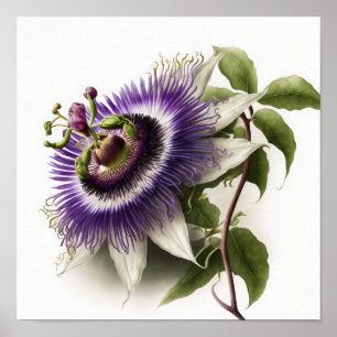 Purple Passion Flower Art Print Poster