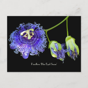 Purple Passion Flower Collectable Postcard
