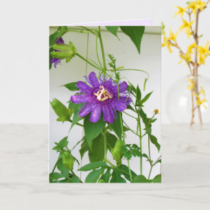 Purple Passion Flower - Portrait - Carte de voeux