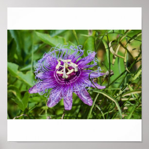 purple passion flower poster