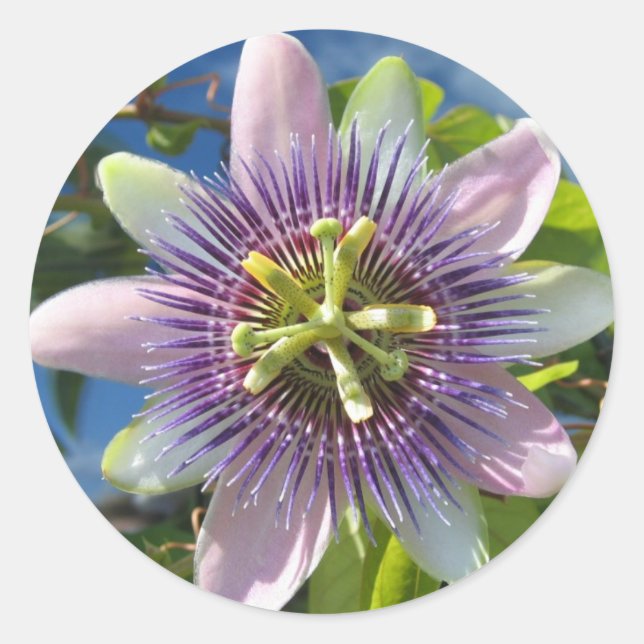 Purple Passion Flower Sticker (Front)