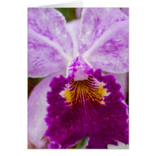 Purple Passion Orchid