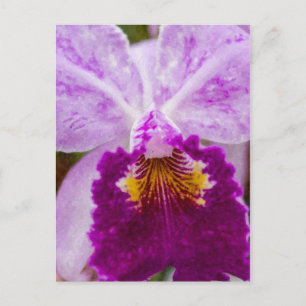 Purple Passion Orchid Postcard