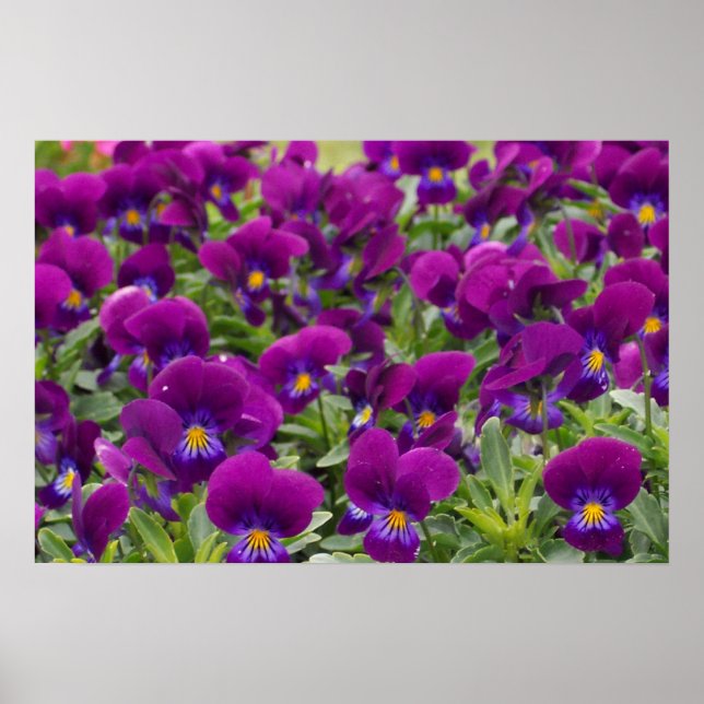 Purple Passion Poster (Front)