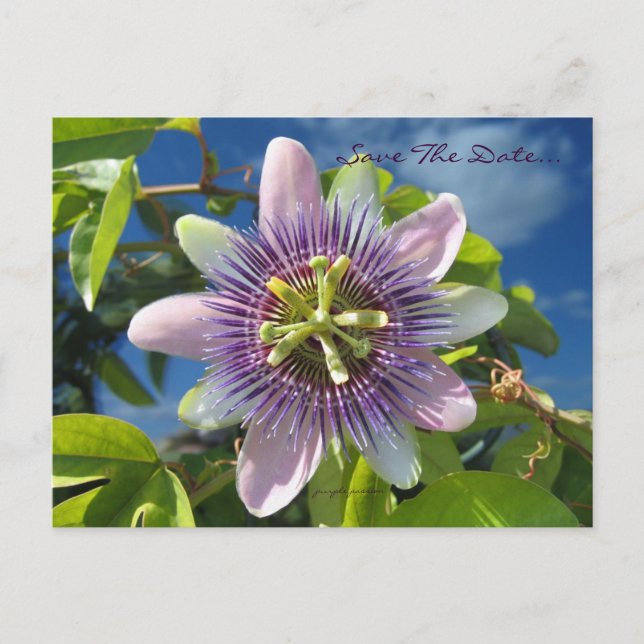 Purple Passion Save the Date Postcard (Front)