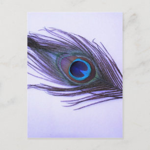 Purple Peacock Feather Postcard