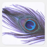 Purple Peacock Feather