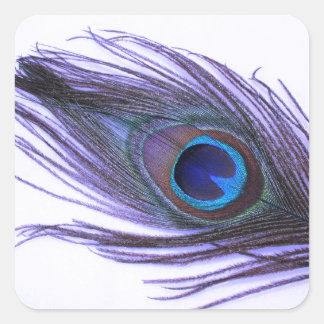Purple Peacock Feather Square Sticker