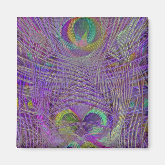 Purple Peacock Feathers Magnets (Front)