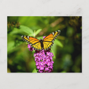 Purple Perch ( Viceroy Butterfly) Postcard
