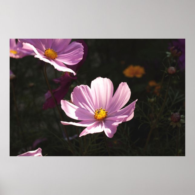 PURPLE PETALED FLOWER POSTER (Front)