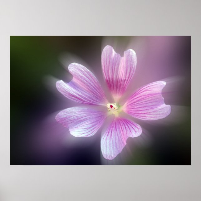purple petals poster (Front)