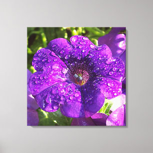 Purple Petunia in a Rain Shower Canvas Print