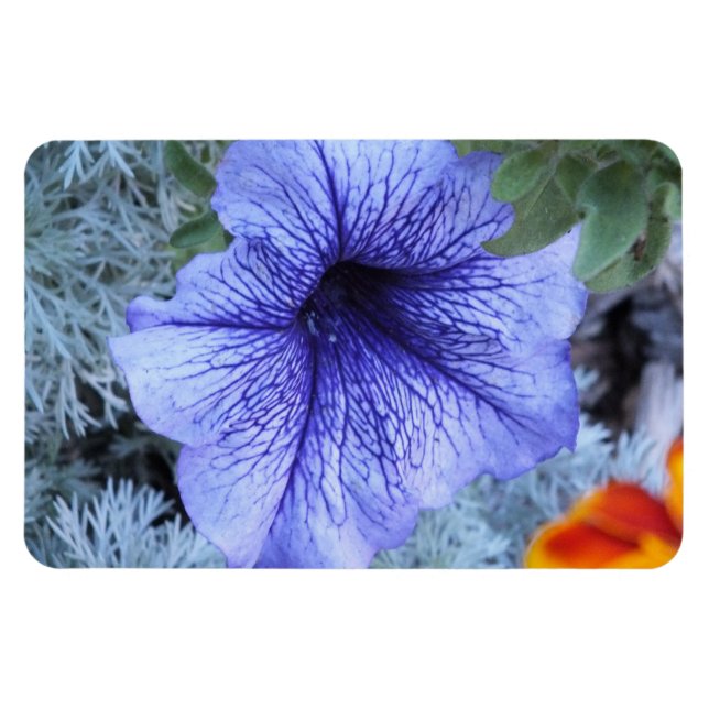Purple Petunia Magnet (Horizontal)