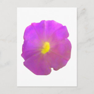 Purple Petunia Postcard