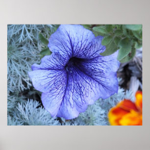 Purple Petunia Poster