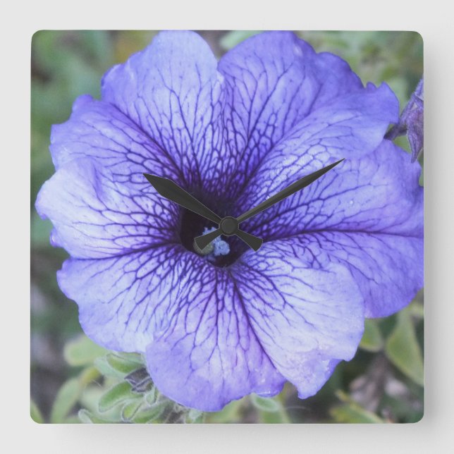 Purple Petunia Wall Clock (Front)