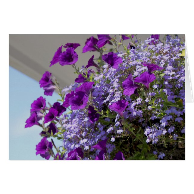 Purple Petunias 5x7 Card (Front Horizontal)