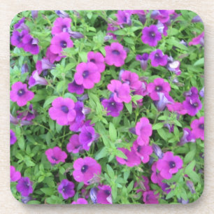 Purple Petunias Coasters - Set of 6