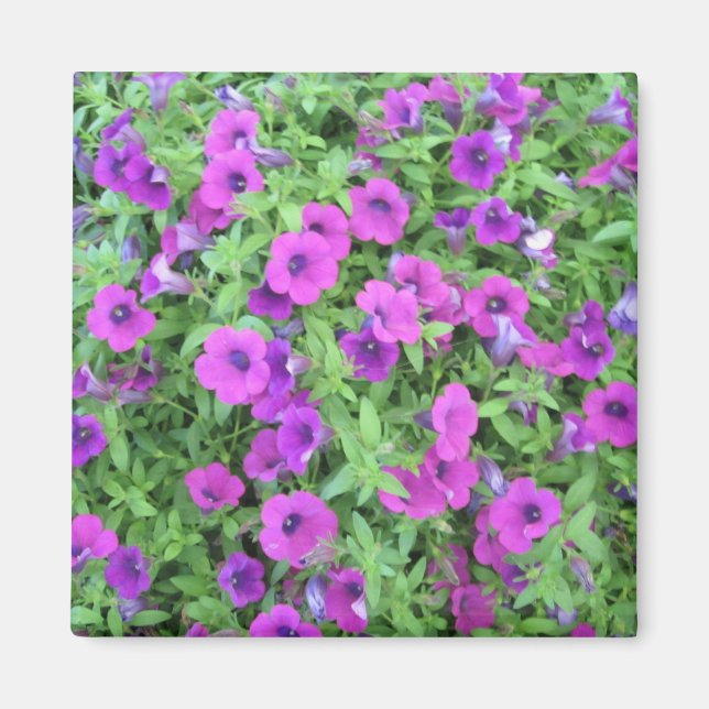 Purple Petunias Magnet (Front)
