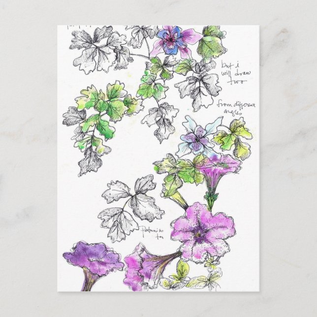 Purple Petunias Pen and Ink Flower Sketch Postcard (Front)