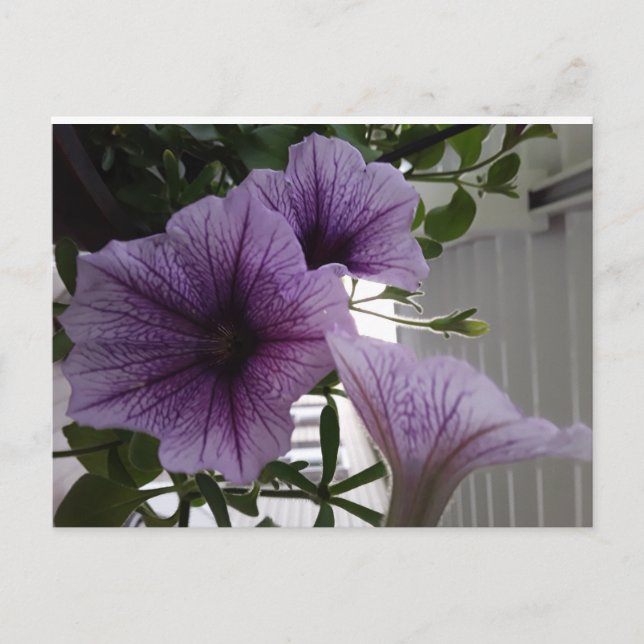 purple petunias post card (Front)